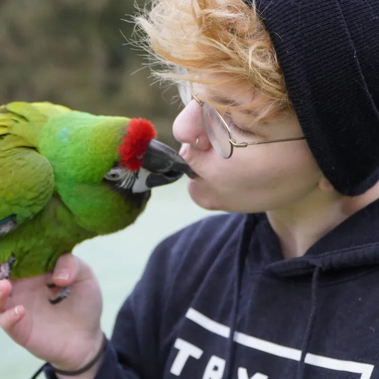 Nash kissing Corliss the military macaw, snowy background.