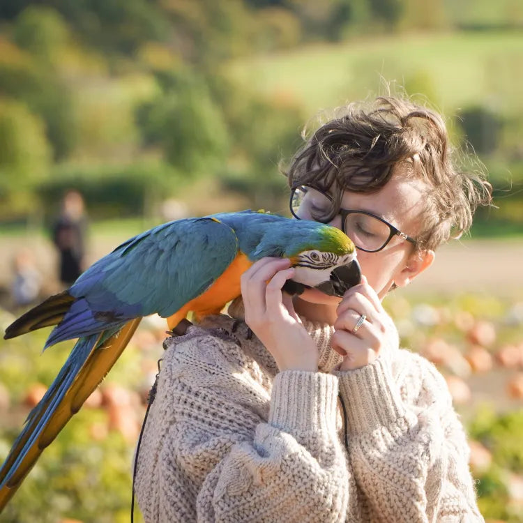 Ola kissing Rita the blue and gold macaw in a pumpkin field.