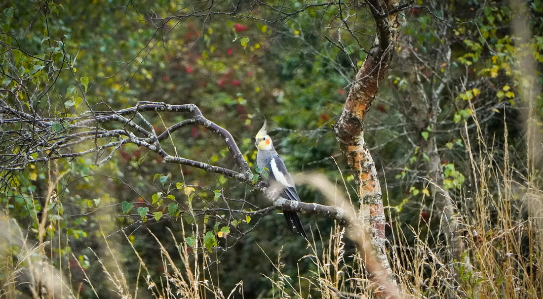 Natural Foraging For Your Flock Before Winter Hits