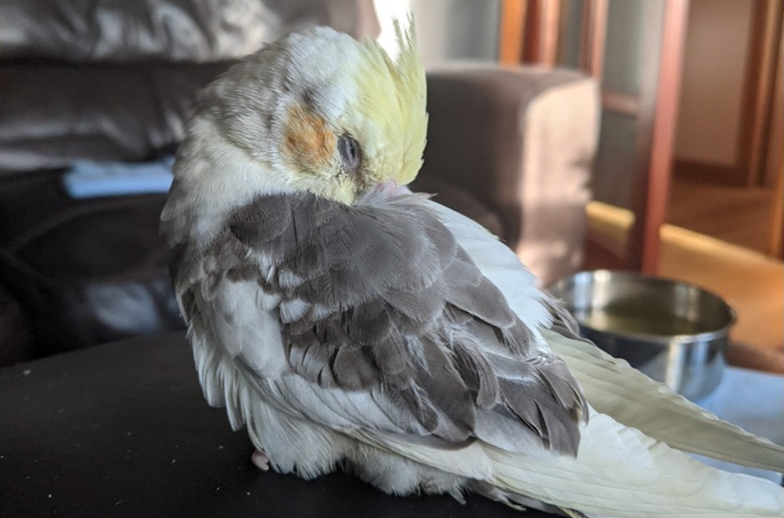 Does Your Parrot Really Need 12 Hours of Beauty Sleep?