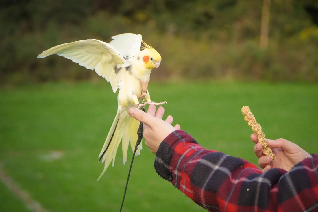 Annual Vet Checks – Why are they needed when your bird is not showing any signs of illness?