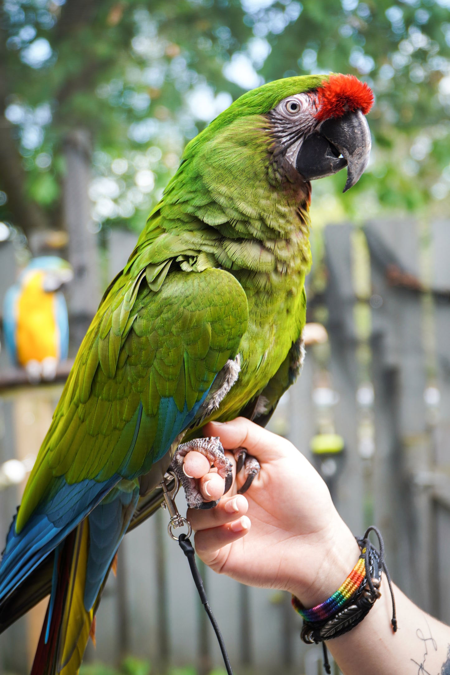 Leg Leash For Medium/Large Parrots