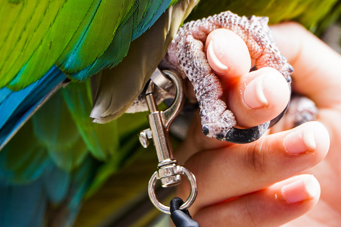 Leg Leash For Medium/Large Parrots